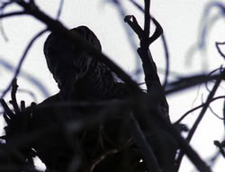 extant_XenaWarriorPrincess_6x08-TheRing_0255