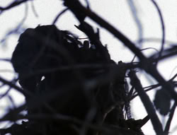 extant_XenaWarriorPrincess_6x08-TheRing_0256