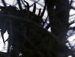 extant_XenaWarriorPrincess_6x08-TheRing_0258