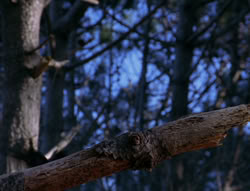 extant_XenaWarriorPrincess_6x08-TheRing_1715