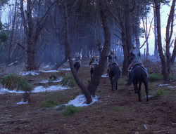extant_XenaWarriorPrincess_6x08-TheRing_2008