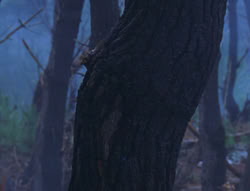 extant_XenaWarriorPrincess_6x08-TheRing_2013