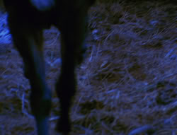 extant_XenaWarriorPrincess_6x08-TheRing_2070