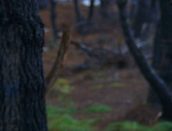 extant_XenaWarriorPrincess_6x08-TheRing_2312
