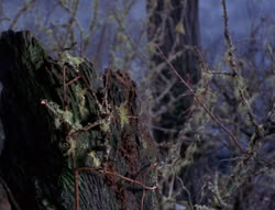 extant_XenaWarriorPrincess_6x08-TheRing_2673