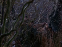 extant_XenaWarriorPrincess_6x08-TheRing_3148
