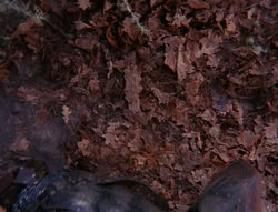 extant_XenaWarriorPrincess_6x08-TheRing_3483
