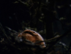 extant_XenaWarriorPrincess_6x09-ReturnOfTheValkyrie_3268