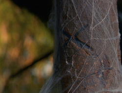 extant_XenaWarriorPrincess_6x10-OldAresHadAFarm_0580