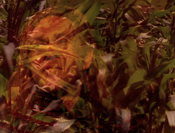 extant_XenaWarriorPrincess_6x10-OldAresHadAFarm_0775