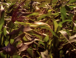 extant_XenaWarriorPrincess_6x10-OldAresHadAFarm_0776