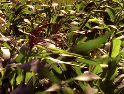 extant_XenaWarriorPrincess_6x10-OldAresHadAFarm_0777