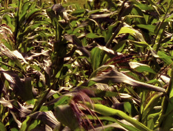 extant_XenaWarriorPrincess_6x10-OldAresHadAFarm_0778
