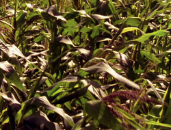 extant_XenaWarriorPrincess_6x10-OldAresHadAFarm_0779