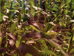 extant_XenaWarriorPrincess_6x10-OldAresHadAFarm_0780