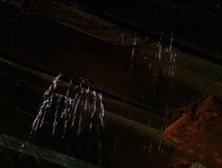 extant_XenaWarriorPrincess_6x10-OldAresHadAFarm_1446