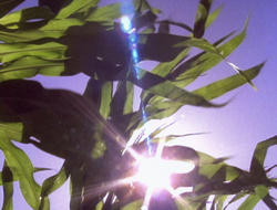 extant_XenaWarriorPrincess_6x10-OldAresHadAFarm_1645