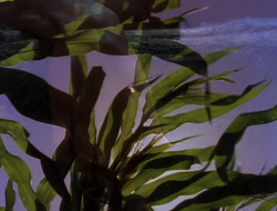 extant_XenaWarriorPrincess_6x10-OldAresHadAFarm_1647