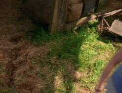 extant_XenaWarriorPrincess_6x10-OldAresHadAFarm_1686