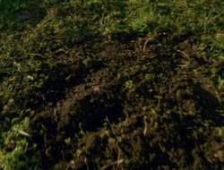 extant_XenaWarriorPrincess_6x10-OldAresHadAFarm_1720