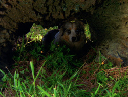 extant_XenaWarriorPrincess_6x10-OldAresHadAFarm_1770