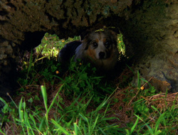 extant_XenaWarriorPrincess_6x10-OldAresHadAFarm_1772