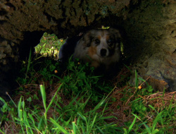 extant_XenaWarriorPrincess_6x10-OldAresHadAFarm_1781