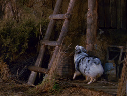 extant_XenaWarriorPrincess_6x10-OldAresHadAFarm_1849