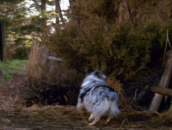 extant_XenaWarriorPrincess_6x10-OldAresHadAFarm_1851
