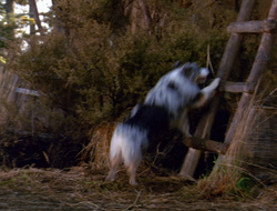 extant_XenaWarriorPrincess_6x10-OldAresHadAFarm_1852