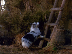 extant_XenaWarriorPrincess_6x10-OldAresHadAFarm_1853