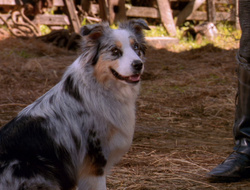 extant_XenaWarriorPrincess_6x10-OldAresHadAFarm_1901
