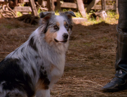 extant_XenaWarriorPrincess_6x10-OldAresHadAFarm_1902