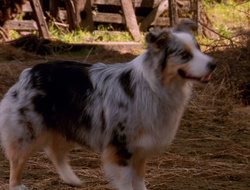extant_XenaWarriorPrincess_6x10-OldAresHadAFarm_1905