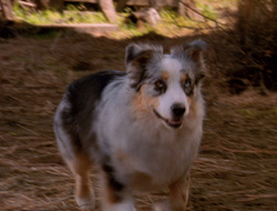 extant_XenaWarriorPrincess_6x10-OldAresHadAFarm_1906