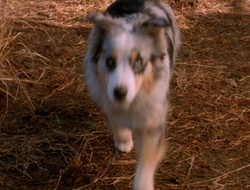 extant_XenaWarriorPrincess_6x10-OldAresHadAFarm_1910