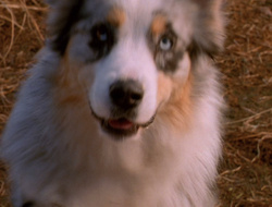 extant_XenaWarriorPrincess_6x10-OldAresHadAFarm_1911