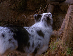 extant_XenaWarriorPrincess_6x10-OldAresHadAFarm_2069