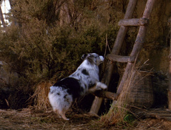 extant_XenaWarriorPrincess_6x10-OldAresHadAFarm_2074