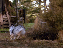 extant_XenaWarriorPrincess_6x10-OldAresHadAFarm_2076