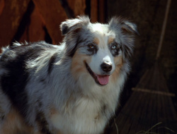 extant_XenaWarriorPrincess_6x10-OldAresHadAFarm_2207