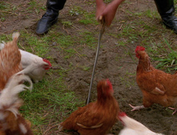 extant_XenaWarriorPrincess_6x10-OldAresHadAFarm_2298