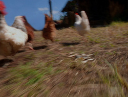 extant_XenaWarriorPrincess_6x10-OldAresHadAFarm_2421