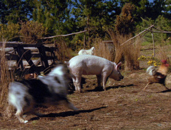 extant_XenaWarriorPrincess_6x10-OldAresHadAFarm_2430