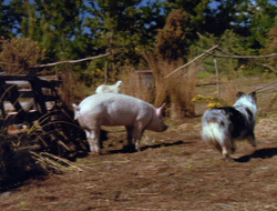 extant_XenaWarriorPrincess_6x10-OldAresHadAFarm_2431