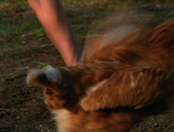 extant_XenaWarriorPrincess_6x10-OldAresHadAFarm_2446