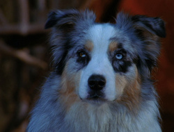 extant_XenaWarriorPrincess_6x10-OldAresHadAFarm_2794