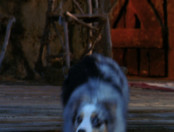 extant_XenaWarriorPrincess_6x10-OldAresHadAFarm_2837