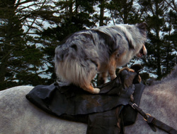 extant_XenaWarriorPrincess_6x10-OldAresHadAFarm_2850