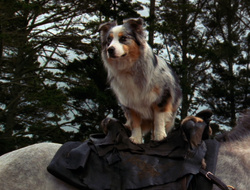 extant_XenaWarriorPrincess_6x10-OldAresHadAFarm_2958